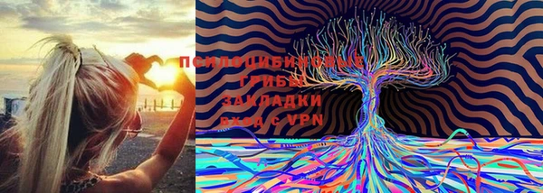 индика Белоозёрский